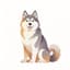 Alaskan Malamute