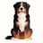 Bernese Mountain Dog