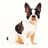 Boston Terrier