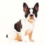 Boston Terrier