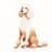 Standard Poodle