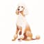 Standard Poodle