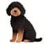 Portuguese Water Dog