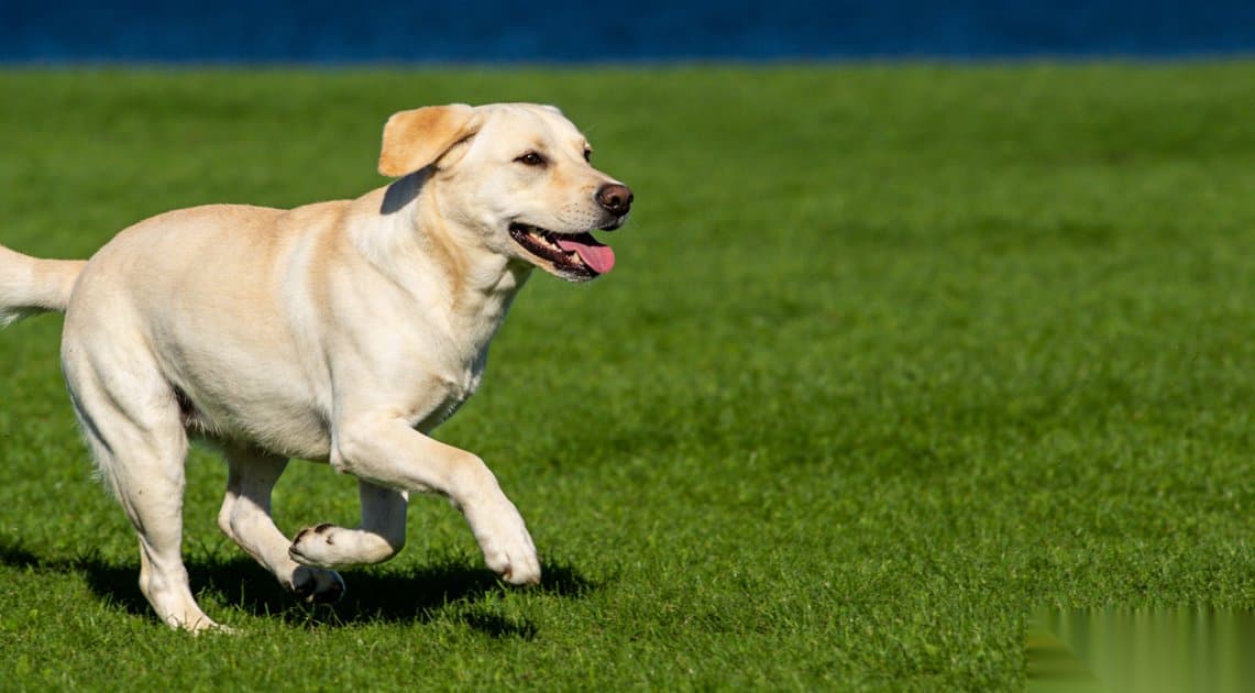 Dog Exercise Requirements Chart by Breed - PawScale