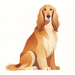 Afghan Hound