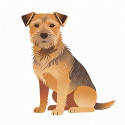 Border Terrier