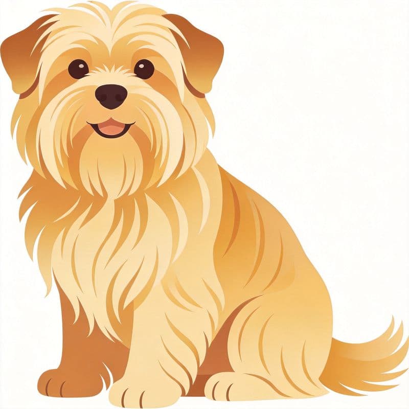 Havanese