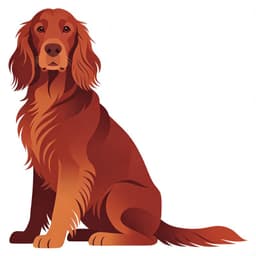Irish Setter
