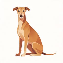 Whippet